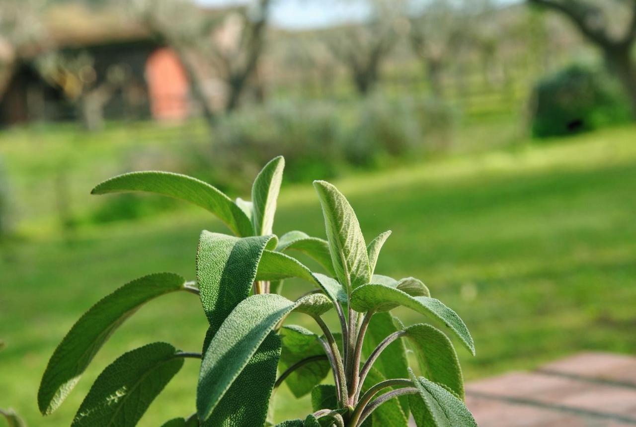 Agriturismo La Mandragola Relais โครโตเน ภายนอก รูปภาพ